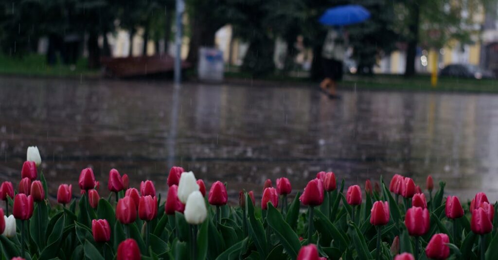 Red and white tulips bloom on a rainy city street, with a person walking under an umbrella.
