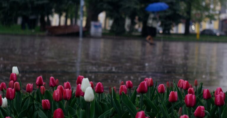 Red and white tulips bloom on a rainy city street, with a person walking under an umbrella.