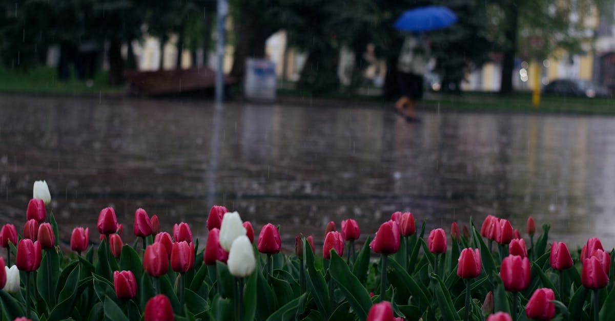 Red and white tulips bloom on a rainy city street, with a person walking under an umbrella.